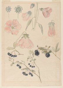 Estudios de detalles botánicos: Malvarrosas, arándanos y moras de Samuel Colman