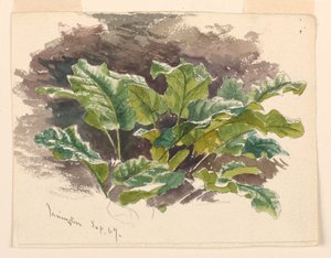 Estudio botánico de Samuel Colman