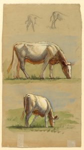 Ganado, dos vacas pastando y los lomos de terneros