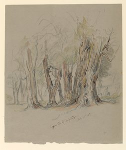 Árboles de ciprés de Chapultepec, México de Samuel Colman