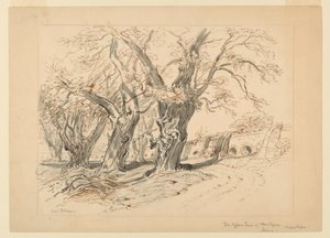 Dibujo, estudio para Los cipreses de Moctezuma, Parque de Chapultepec, México de Samuel Colman