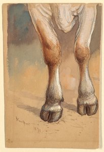 Patas delanteras de una vaca o buey de pie, Newport de Samuel Colman