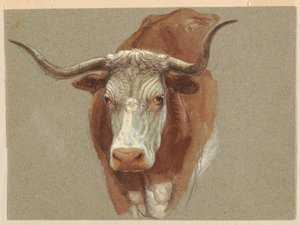 Cabeza de una vaca o buey de Samuel Colman