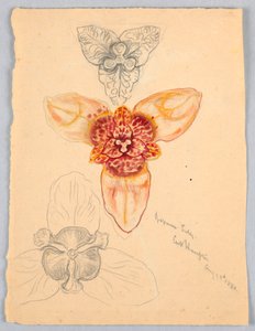 Lirio japonés, East Hampton de Samuel Colman