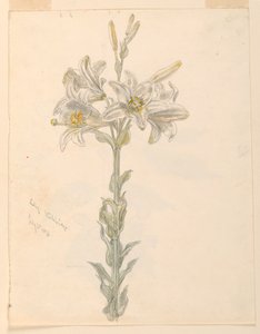 Lirio, Stockbridge de Samuel Colman