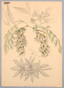 Flores de acacia de Samuel Colman