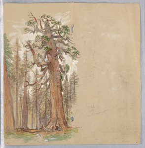 Roble y Siempreverde de Samuel Colman