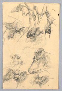 Estudios de Vacas
