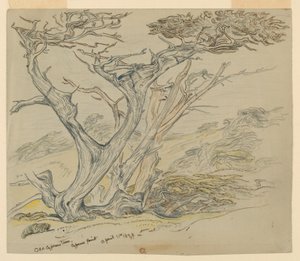 Estudio de viejos cipreses, Cypress Point de Samuel Colman