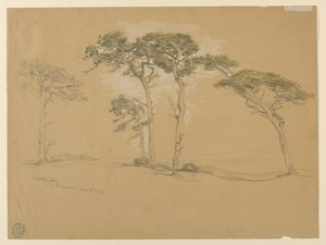 Pinos azotados por el viento, Pacific Grove. Reverso: Carretera de la costa del Pacífico a Point Sur. de Samuel Colman