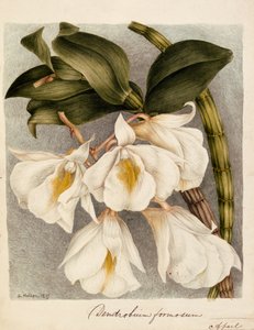 Dendrobium Formosum, c.1839 de Samuel Holden