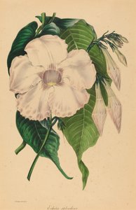 Echites splendens de Samuel Holden