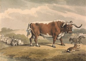 Un toro y un conejo de Samuel Howitt