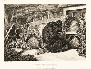 Un oso pardo atacado por un ejército de abejas. 1811 (grabado)