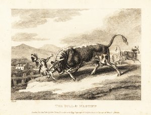 Un toro mata a un perro en un campo. 1811 (grabado) de Samuel Howitt