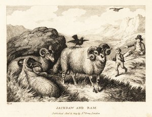 Un grajo canta sobre el lomo de un carnero. 1811 (grabado)