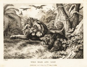 Un león y un jabalí se pelean mientras los buitres circulan por encima. 1811 (grabado) de Samuel Howitt
