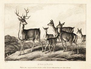 Un ciervo con ciervas y cervatillos. Ciervo y cervatillo. 1811 (grabado) de Samuel Howitt