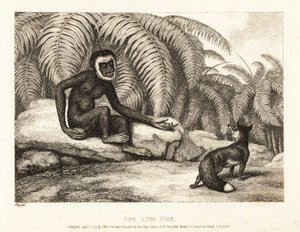 Un mono sin cola le pide a un zorro un poco de su cola. Mono y zorro. 1811 (grabado) de Samuel Howitt