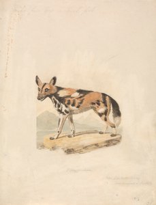 Perro abisinio de Samuel Howitt