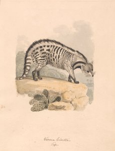 Civet africano de Samuel Howitt