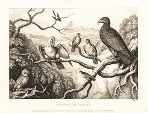 Un águila preside una corte de pájaros en un árbol. 1811 (grabado) de Samuel Howitt