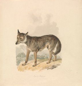 Canis Lupus, o lobo gris de Samuel Howitt