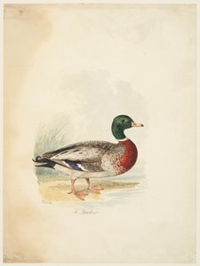 Pato - Anas boschas (anverso), c.1813-22 (grafito, pluma y tinta parda y acuarela, grafito sobre papel de estraza) de Samuel Howitt