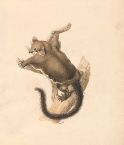 Ardilla voladora