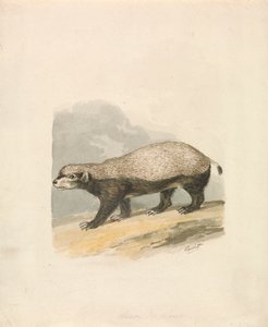 Honey-Badger de Samuel Howitt