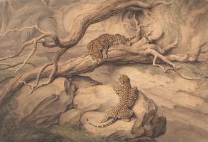 Leopardos jugando entre árboles caídos y rocas de Samuel Howitt