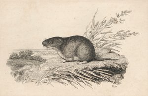 Rata almizclera de Samuel Howitt