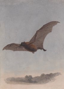 Estudio de un murciélago vampiro de Samuel Howitt