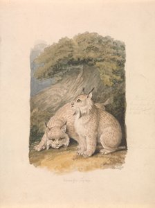 El lince canadiense de la vida de Samuel Howitt