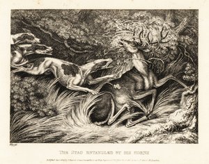 Tres sabuesos atacan a un ciervo atrapado por su cornamenta. 1811 (grabado) de Samuel Howitt