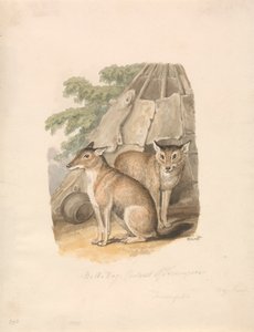 Dos Huskies de Samuel Howitt
