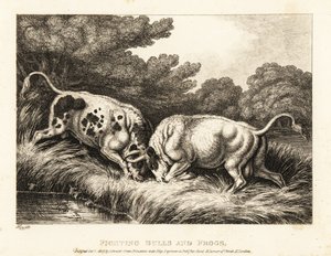 Dos toros trabando cuernos cerca de un estanque lleno de ranas. 1811 (grabado) de Samuel Howitt