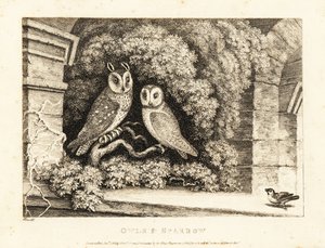 Dos búhos y un gorrión. 1811 (grabado) de Samuel Howitt