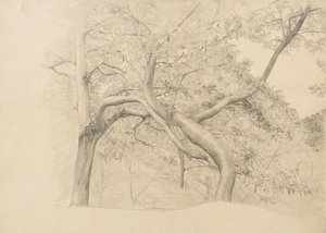 Matorral de árboles en follaje, 1884 de Samuel Isham