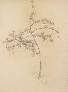 Árbol en flor, 1884 de Samuel Isham