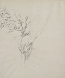 Estudio de árbol, 1884 de Samuel Isham