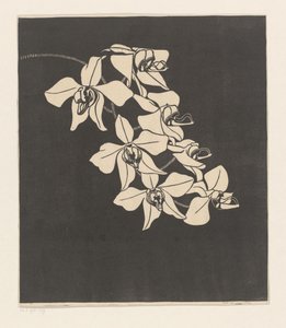 Orquídeas