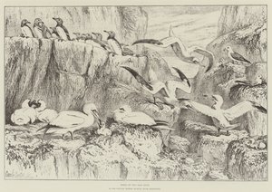 Aves en Bass Rock, en el Museo de Historia Natural, South Kensington de Samuel John Carter