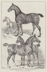 Caballos premiados en el Agricultural Hall, Islington de Samuel John Carter
