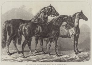 Caballos premiados en la Exposición de la Sociedad Real de Agricultura, en Leicester de Samuel John Carter