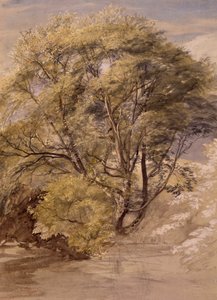 Estudio de un sauce, c.1850 (acuarela sobre papel)