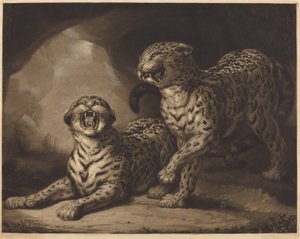 Leopardos