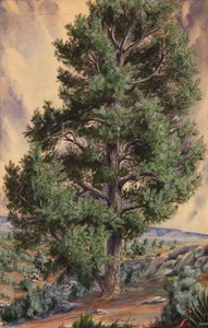 Pino de Sandow
