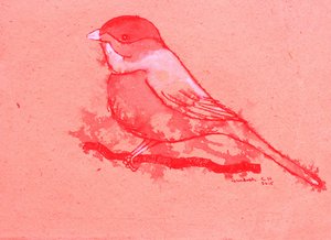 Pájaro rojo en una rama de Santhosh ch