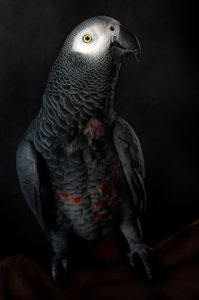 El digno loro gris de Santiago Pascual Buye